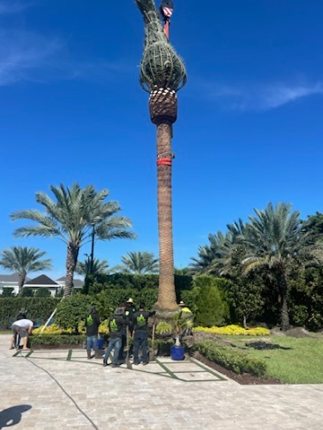 Newly installed row of royal palms along a South Florida driveway
